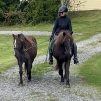 Islandshästar  Islandshästar