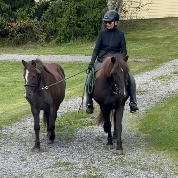 Övrigt - Islandshästar  Övrigt - Islandshästar