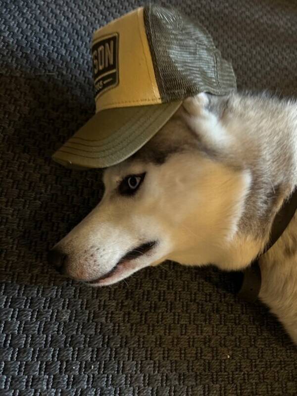 Hund - Siberian Husky Hund - Siberian Husky