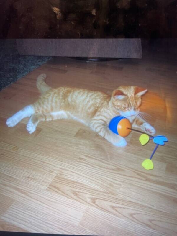 Katt - Odd Karsten  Katt - Odd Karsten