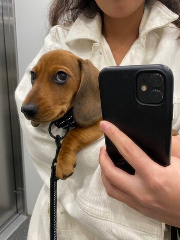 Hund - Dvärgtaxen Sven Hund - Dvärgtaxen Sven