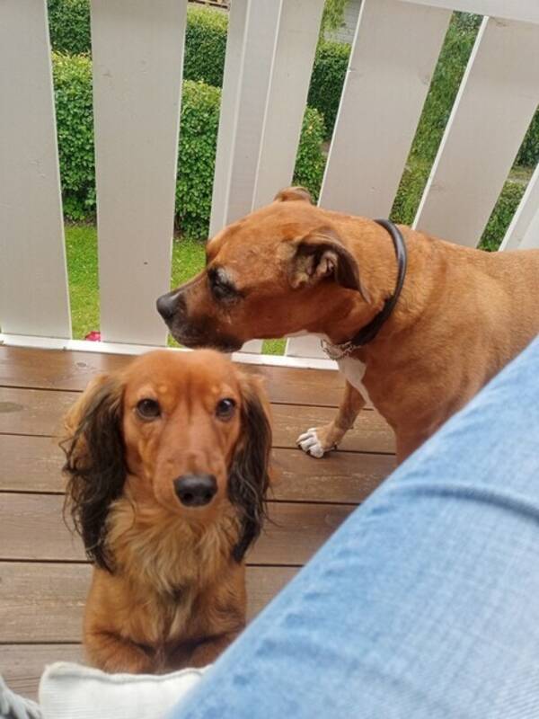 Hund - Hund Hund - Hund