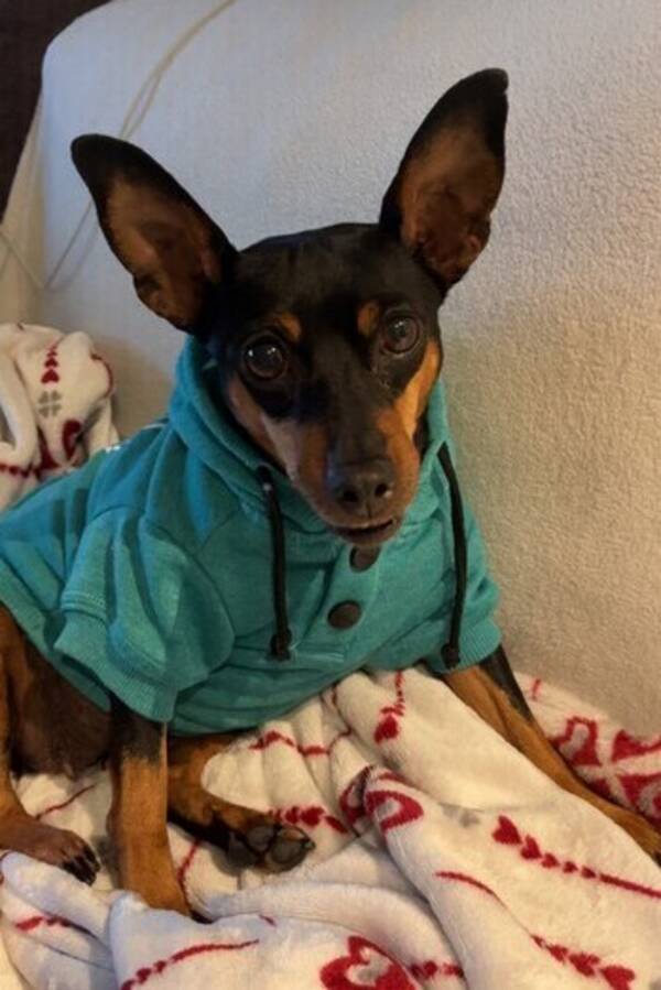 Hund - Dvergpincher  Hund - Dvergpincher