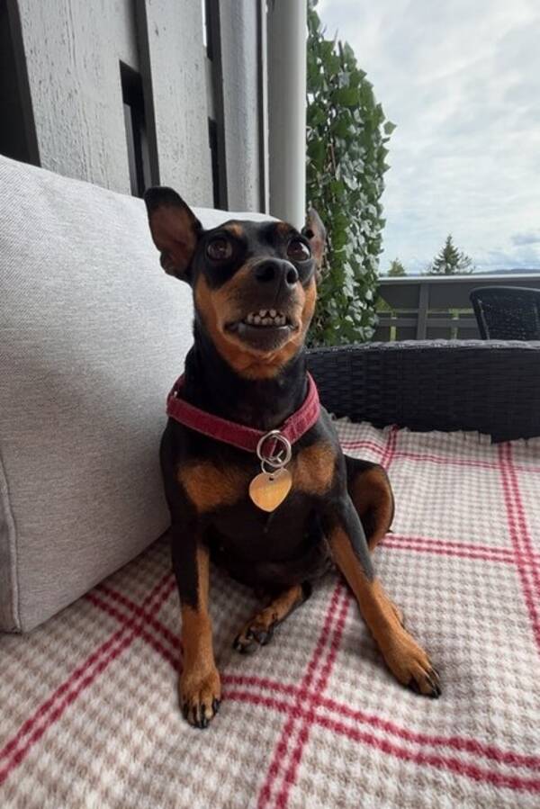 Hund - Dvergpincher  Hund - Dvergpincher