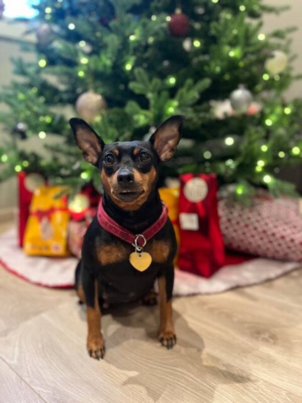 Hund - Dvergpincher  Hund - Dvergpincher