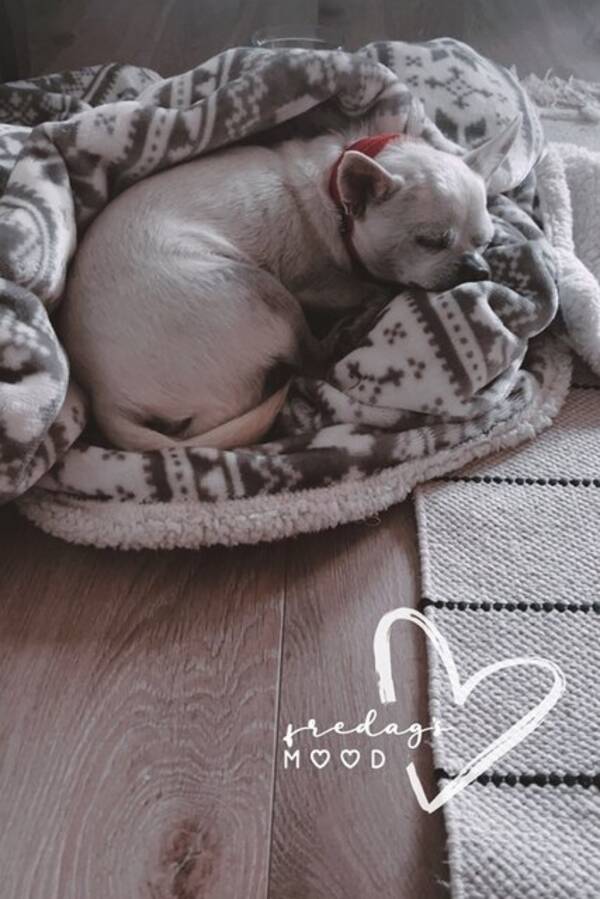 Hund - Chihuahua  Hund - Chihuahua