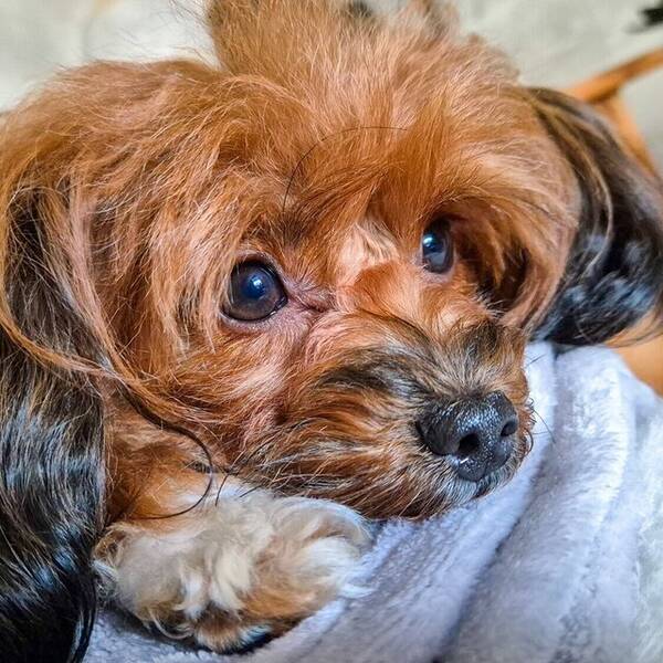 Hund - Hund: Papipoo, Kimmie Hund - Hund: Papipoo, Kimmie