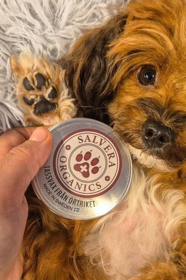 Hund - Hund: Papipoo, Kimmie Hund - Hund: Papipoo, Kimmie