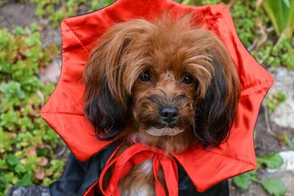 Hund - Hund:Papipoo, Kimmie