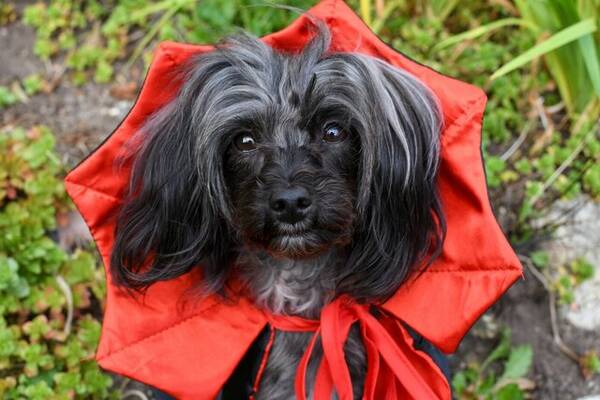 Hund - Papipoo, Tezzie