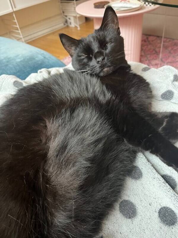 Katt - Kattis o Singo 