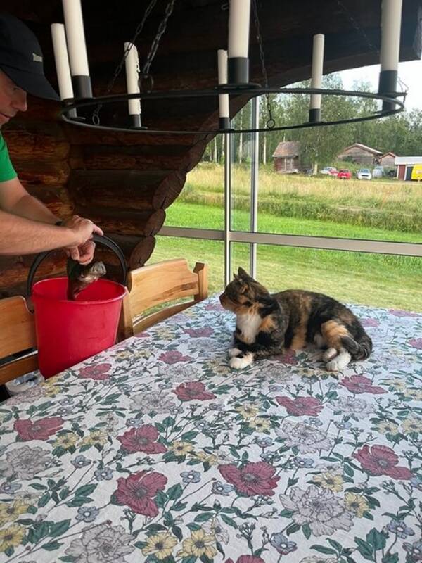 Katt - Kattis o Singo  Katt - Kattis o Singo