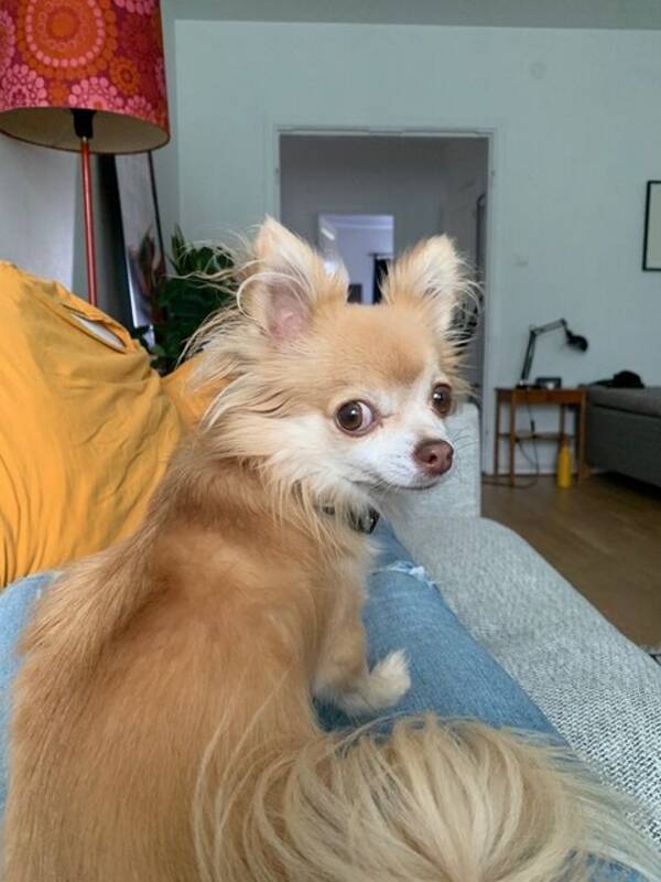 Hund - Chihuahua. Kila