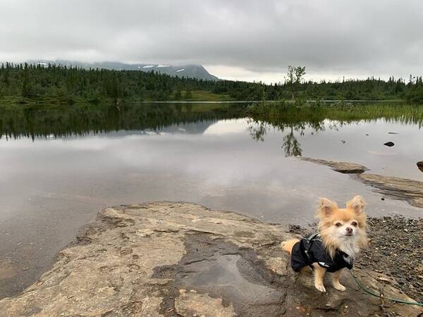 Hund - Chihuahua. Kila