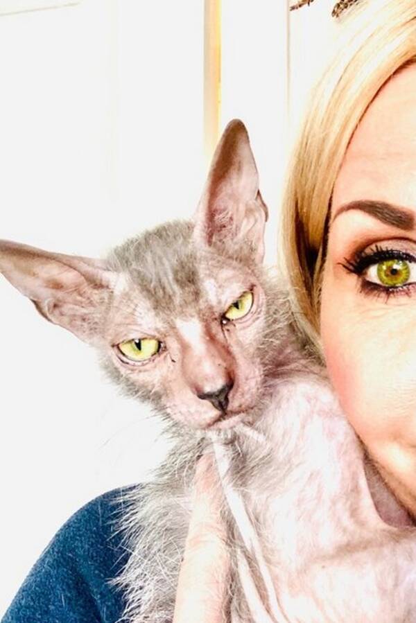 Katt -  Varulvkatt Katt -  Varulvkatt