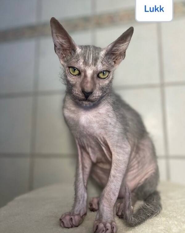 Katt -  Varulvkatt Katt -  Varulvkatt