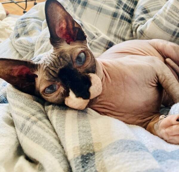 Katt - Sphynx Katt - Sphynx