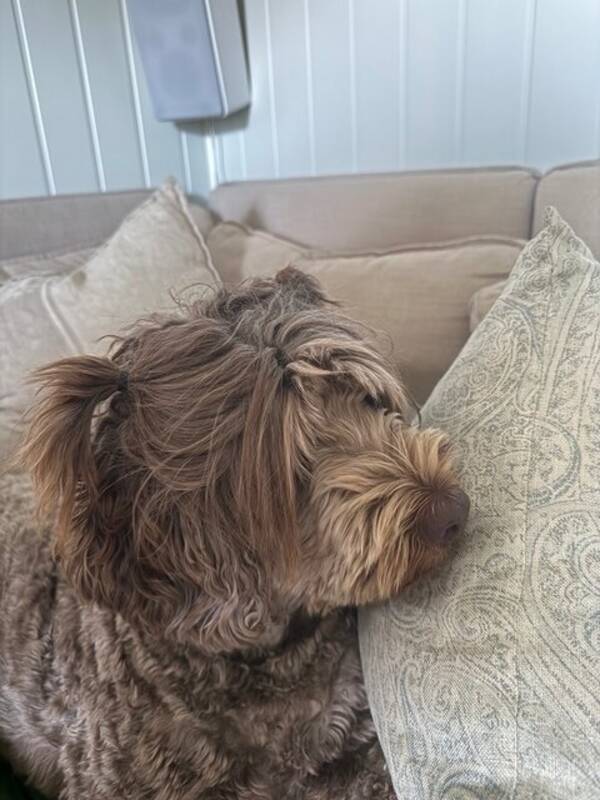 Hund - Australsk Cobberdog Hund - Australsk Cobberdog