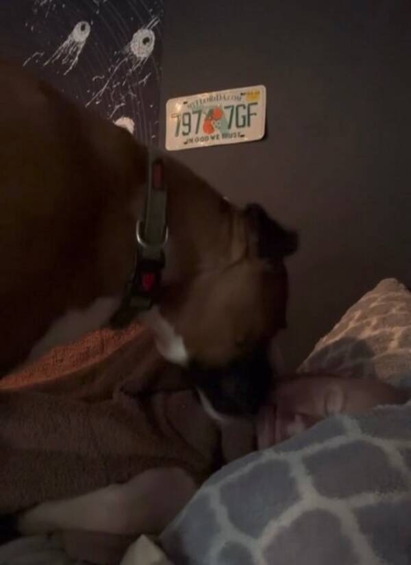 Hund - Don't disturb me