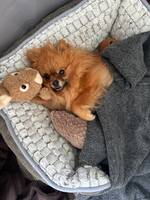 Pomeranien 