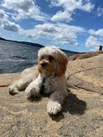 Bichon/cavaljer king charles