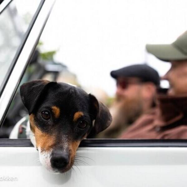 Hund - Jack Russel Terrier