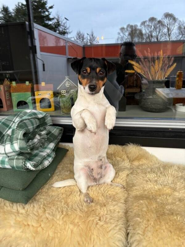 Hund - Jack Russel Terrier