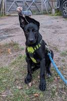 Blandras/Schfer/Malinois 