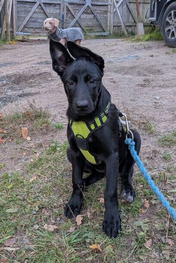 Hund - Blandras/Schfer/Malinois 