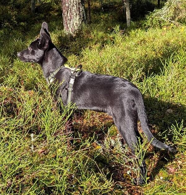 Hund - Blandras/Schfer/Malinois 