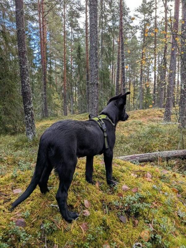 Hund - Blandras/Schfer/Malinois 