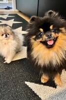 Pomeranian Pomeranian