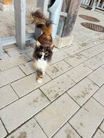 Katten Cloe Katten Cloe