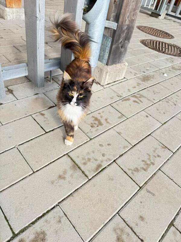 Katt - Katten Cloe