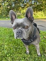 Ivy skye - fransk bulldog 