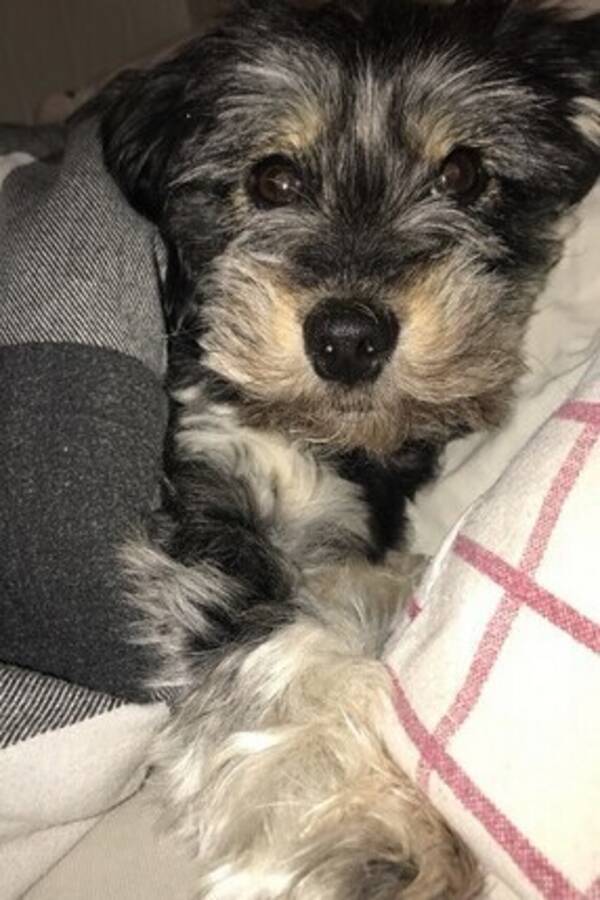 Hund - Misty 