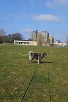 Blandras med Newfoundland Blandras med Newfoundland