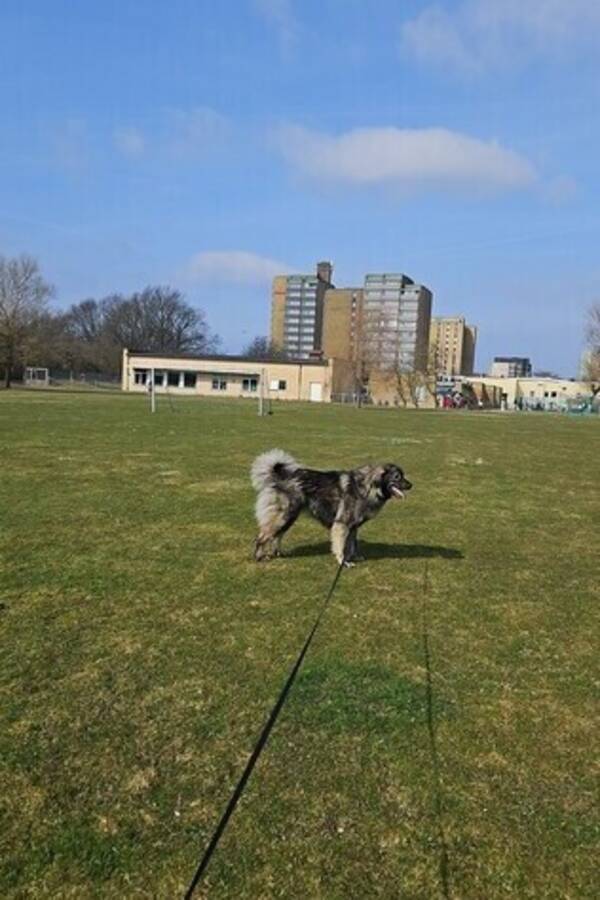 Hund - Blandras med Newfoundland Hund - Blandras med Newfoundland