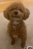 Maltipoo