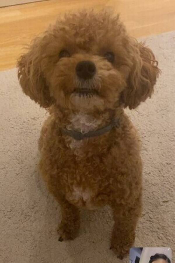 Hund - Maltipoo