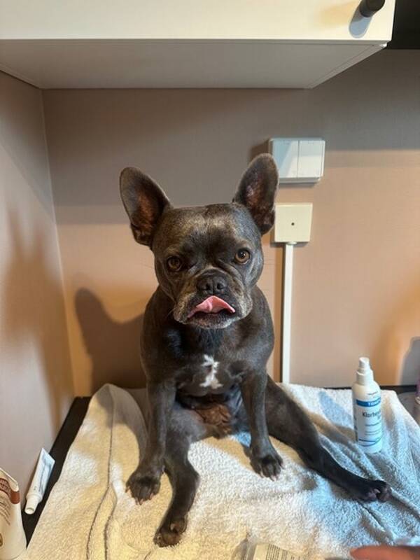 Hund - Ivy skye - fransk bulldog  Hund - Ivy skye - fransk bulldog