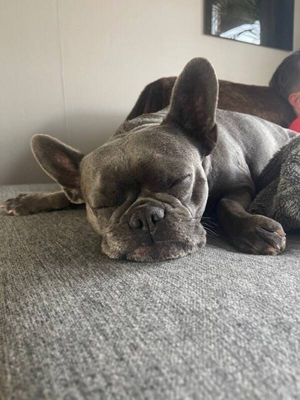 Hund - Ivy skye - fransk bulldog  Hund - Ivy skye - fransk bulldog