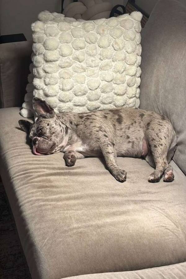 Hund - Pitbull Excel