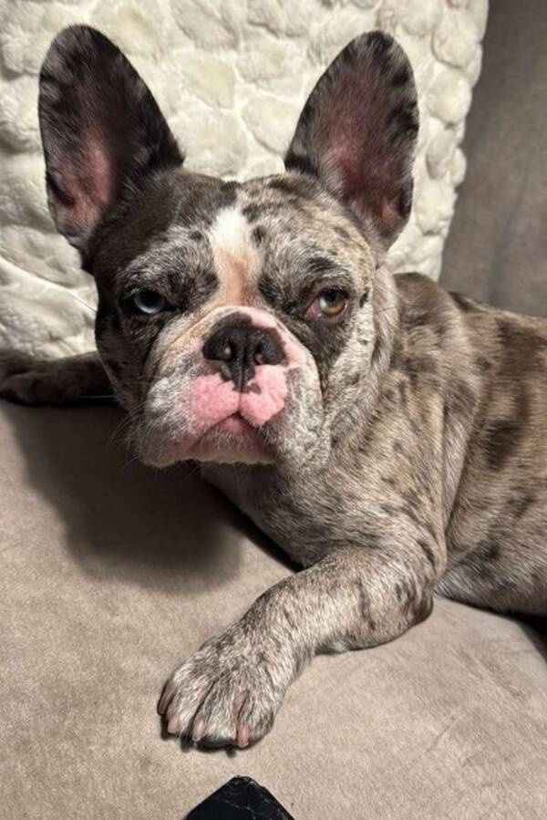 Hund - Pitbull Excel