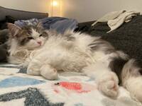 Sibiriska katten Charlie Sibiriska katten Charlie