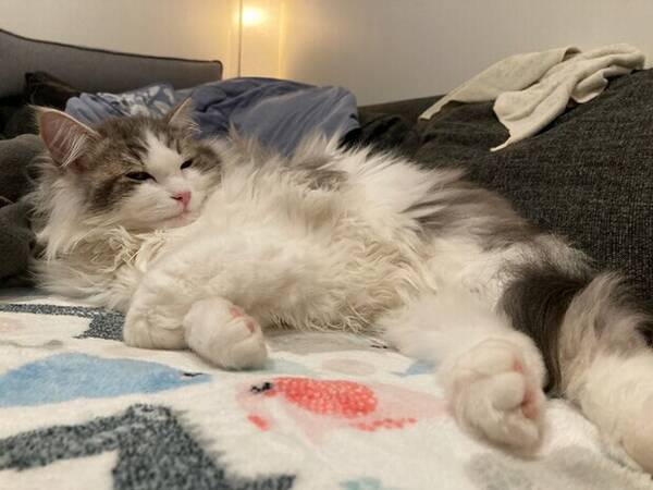 Katt - Sibiriska katten Charlie Katt - Sibiriska katten Charlie