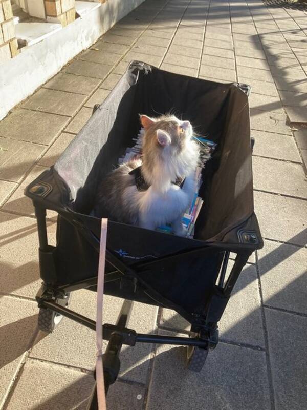 Katt - Sibiriska katten Charlie Katt - Sibiriska katten Charlie