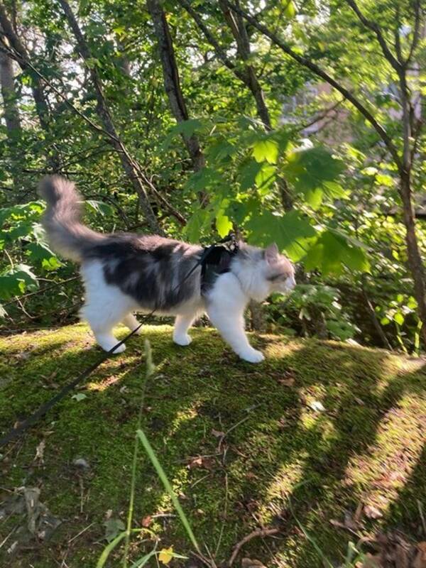 Katt - Sibiriska katten Charlie Katt - Sibiriska katten Charlie