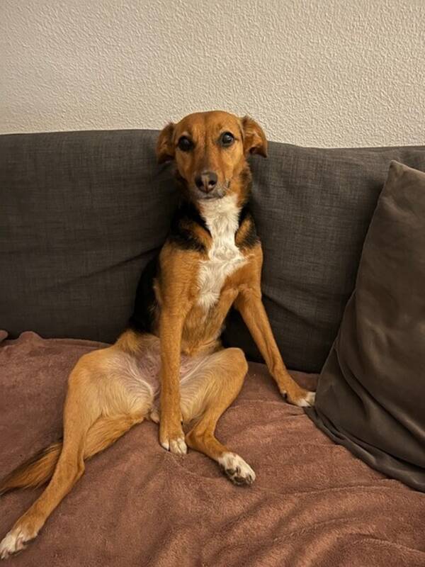 Hund - Lea