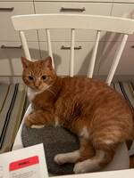Katten Teddy